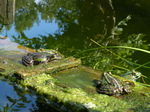 FZ008206 Marsh frogs (Pelophylax ridibundus) on plank.jpg